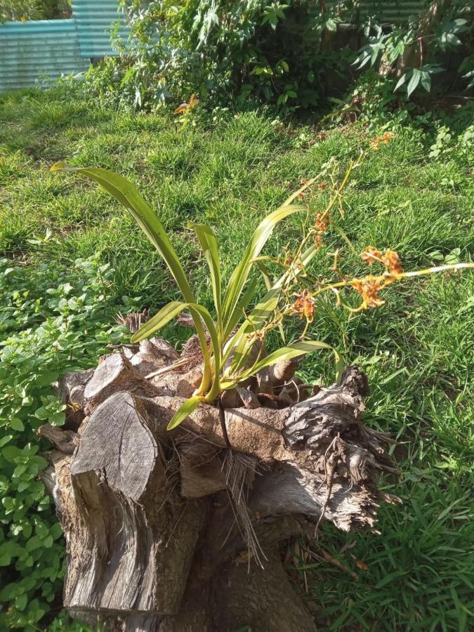サン・ル Le Jardinヴィラ エクステリア 写真